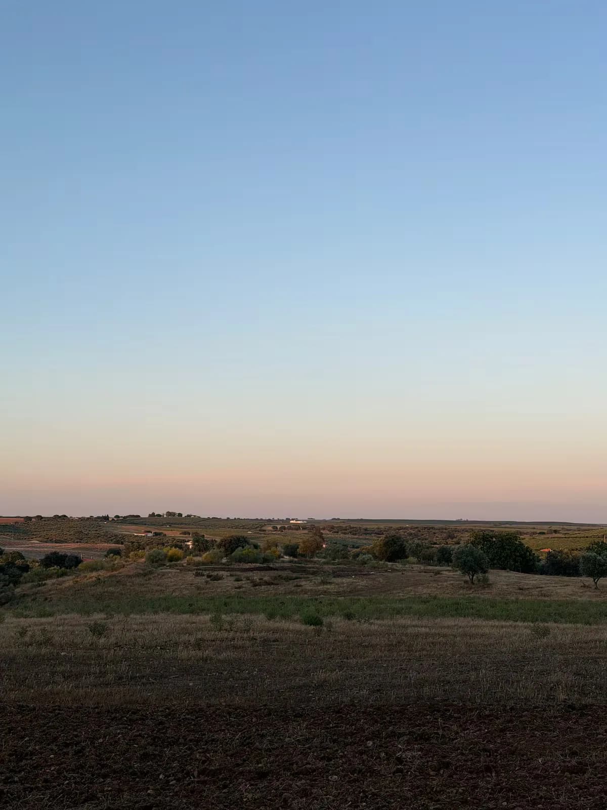 Caminho de entrada ladeado de oliveiras