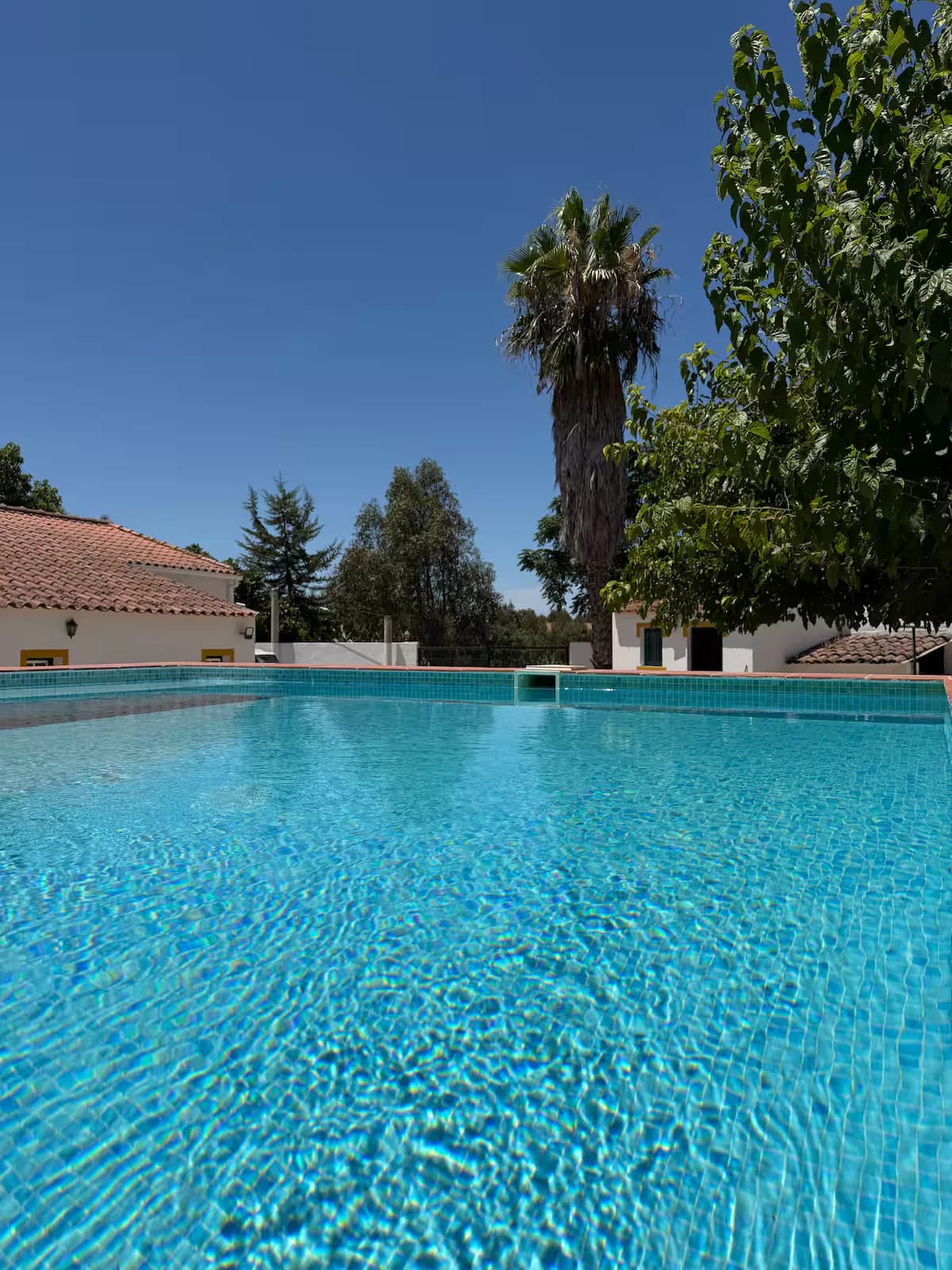 Piscina rodeada de palmeiras